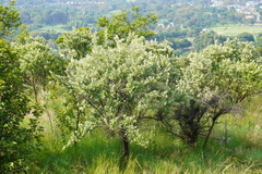 Brachylaena rotundata