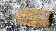 Aphelia viburnana