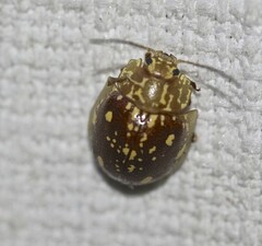 Paropsis marmorea