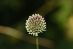 Allium sphaerocephalon