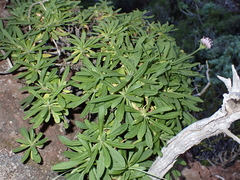 Pterocephalus virens image