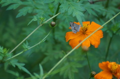 Rubroserrata ecbatana