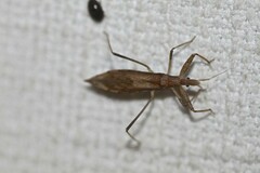 Sastrapada australica