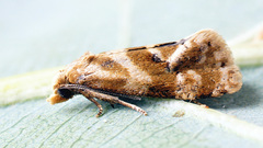 Gynnidomorpha permixtana