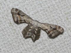 Phazaca leucocephala