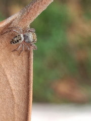 Phidippus mystaceus