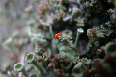 Cladonia
