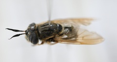 Callicera erratica