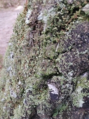 Cladonia