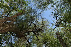 Prosopis nigra