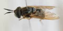 Callicera erratica