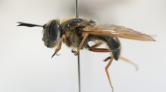 Callicera erratica