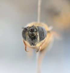 Callicera erratica