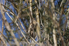 Emberiza