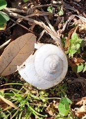 Otala lactea