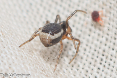 Hypsosinga albovittata