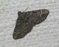 Eucymatoge peplodes