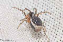 Hypsosinga albovittata