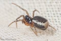 Hypsosinga albovittata