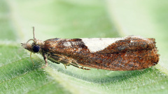 Epinotia brunnichana