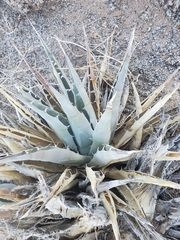 Agave simplex
