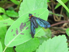 Cyananthrax cyanopterus