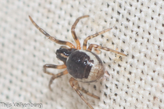 Hypsosinga albovittata