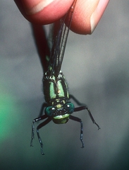 Phanogomphus descriptus
