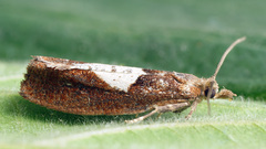 Epinotia brunnichana