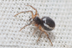 Hypsosinga albovittata