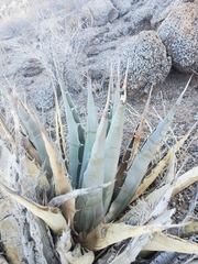Agave simplex