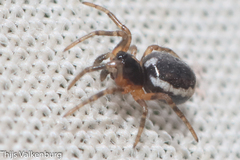 Hypsosinga albovittata