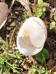 Otala lactea