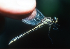 Phanogomphus descriptus