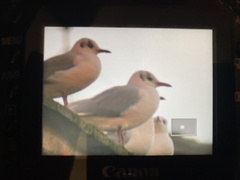 Chroicocephalus ridibundus