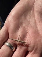 Anisomorpha buprestoides