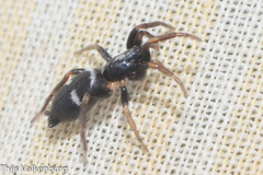 Aphantaulax trifasciata