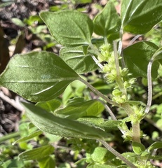 Parietaria floridana