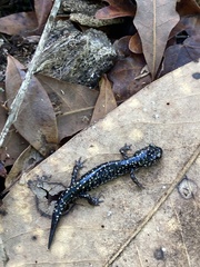 Plethodon grobmani