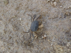 Cyclograpsus integer