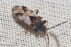 Scolopostethus cognatus