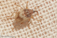 Nanophyinae