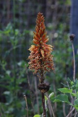 Kniphofia uvaria