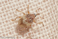 Nanophyinae