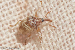 Nanophyinae