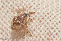 Nanophyinae