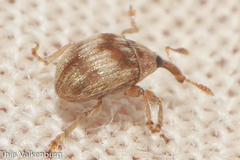 Nanophyinae