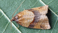 Philedone gerningana