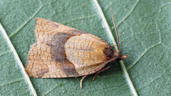 Philedone gerningana