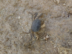 Cyclograpsus integer